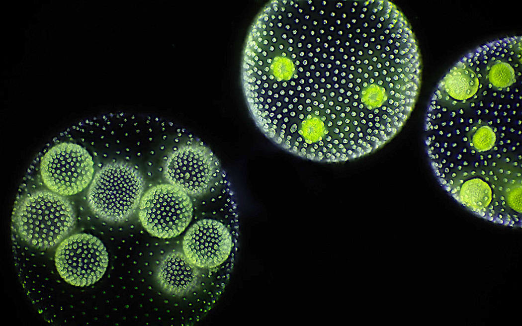 Thre green orbs composed of tiny green dots against a black background. Each orb contains smaller green circles within it.
