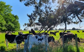 Cows enjoying a scratch