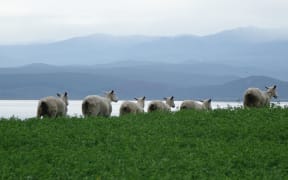 Sheep in green feed crop looking out over Lake Taupo