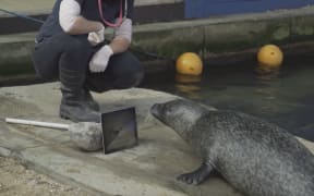 A screenshot from a YouTube video showing the seals keeping in touch