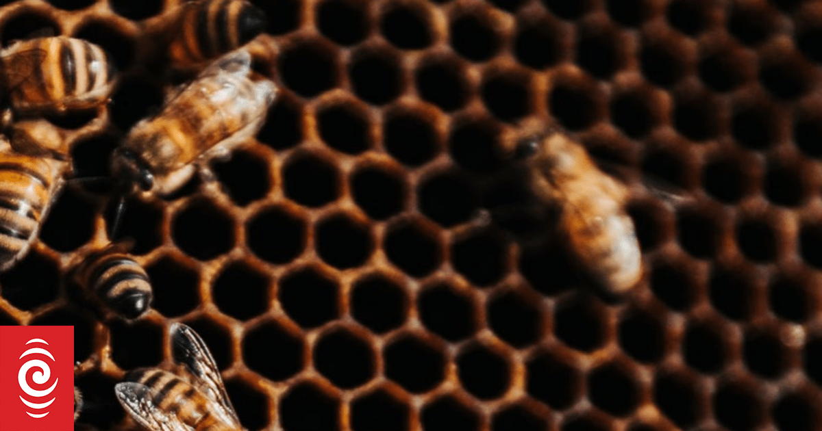 Beekeepers deliver stinging response to Apiculture NZ plan - Vimarsana News