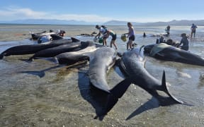 More than 50 pilot whales have stranded across two sites on Farewell Spit.