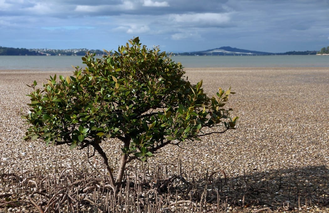 Mangroves thrive in intertidal habitats where no other tree could survive.