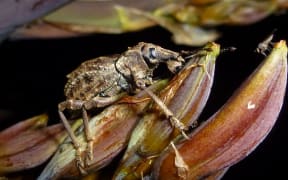 Flax Weevil on a flax flower