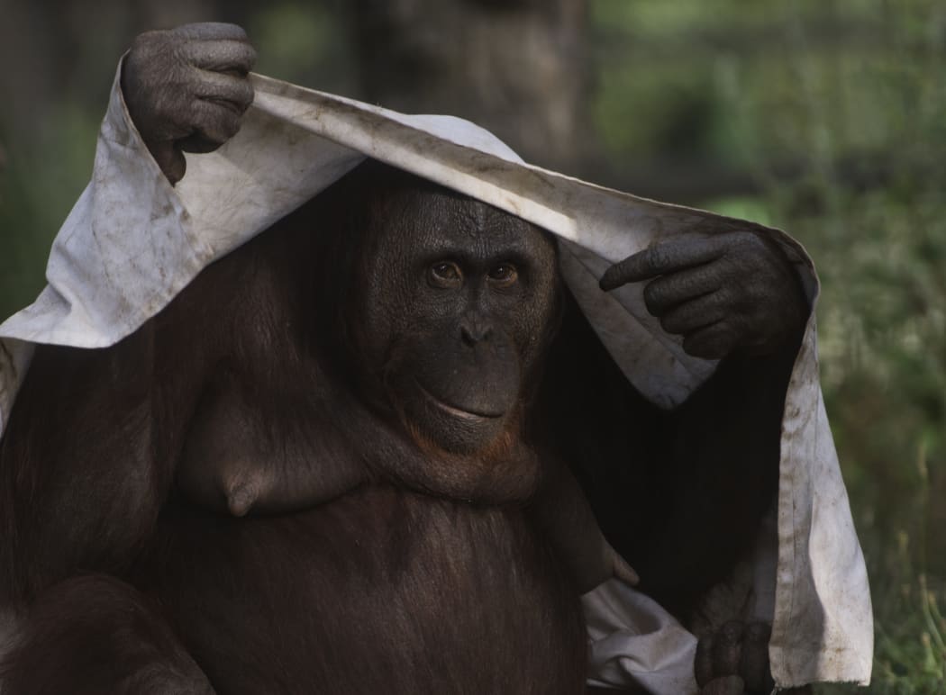 A female orangutan covers her head with a sheet on a warm summer day at Madrid´s zoo