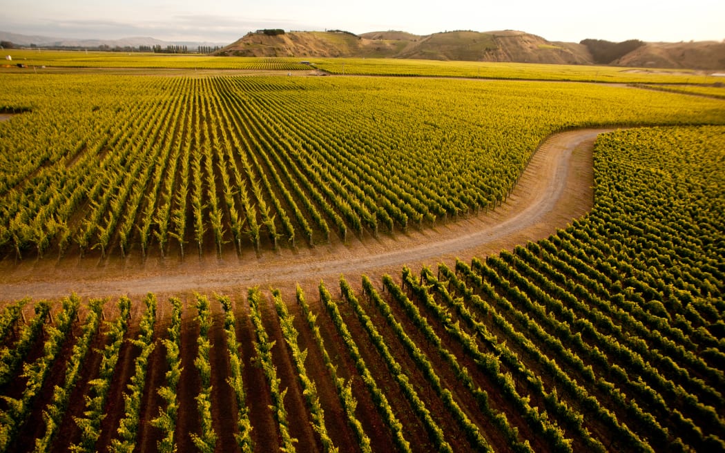 Hawke's Bay vines. Generic photo