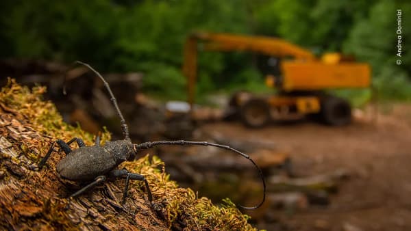 After the Destruction by Andrea Dominizi, Italy. A longhorn beetle near abandoned machinery in the Lepini Mountains of central Italy.