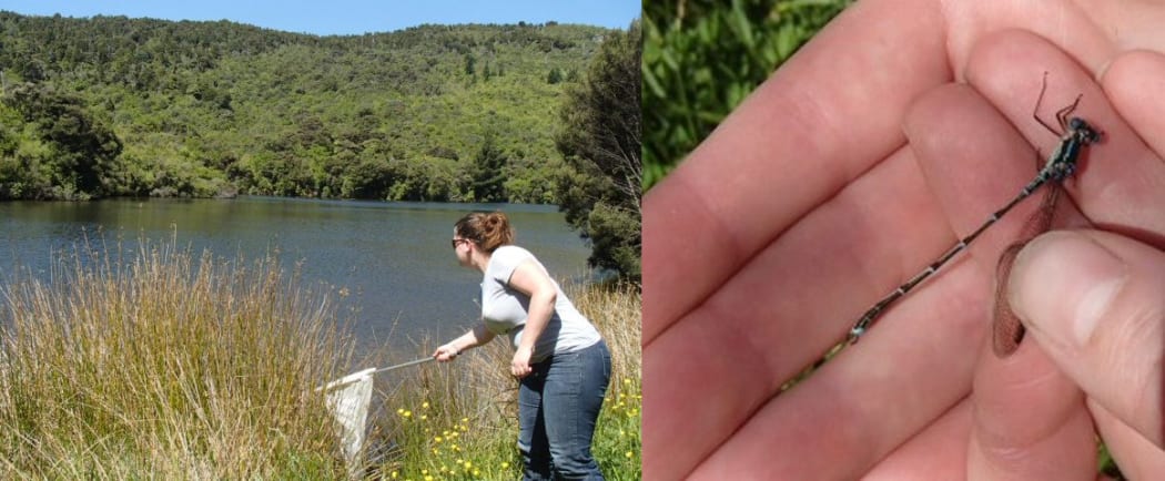 Tanya on the edge of the dam sweeping her net, and holding a blue damselfly that she has caught