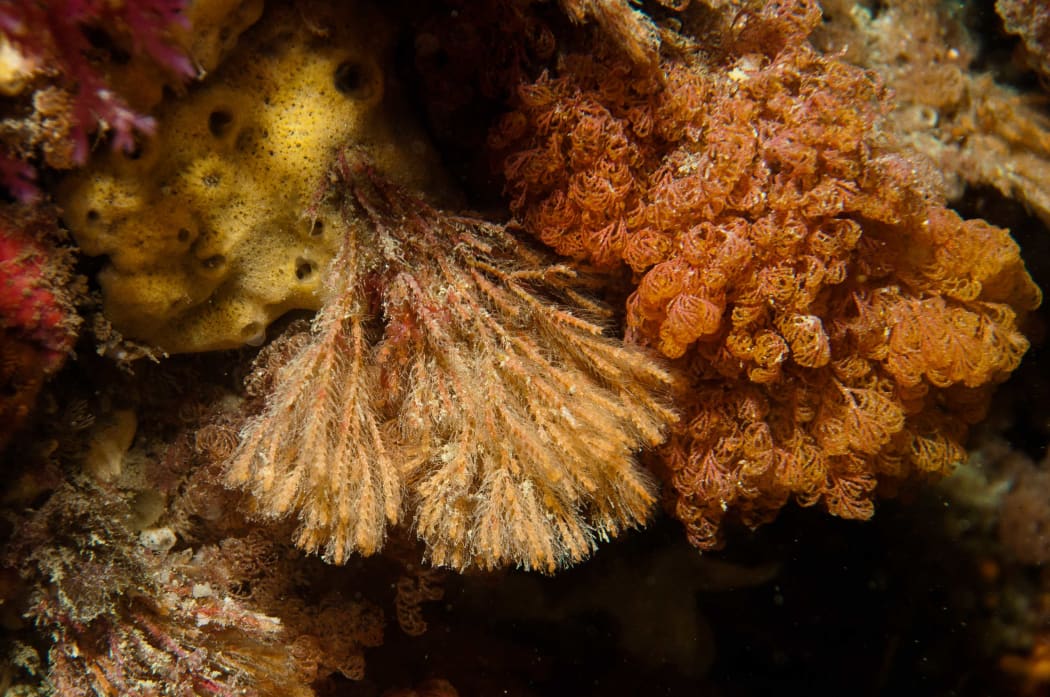 Bryozoans come in a wide variety of colours and growth forms, including the creamy fan and orange curly lace ones in this photo.