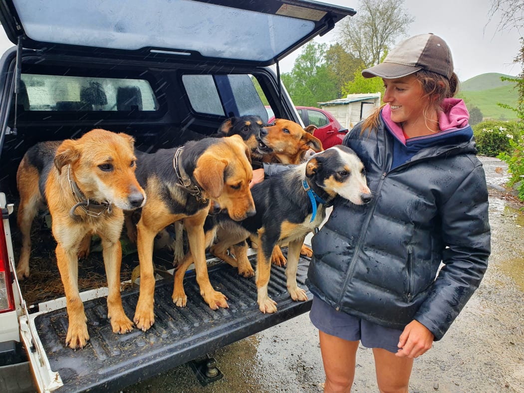 Heather Gee-Taylor with her farm dogs