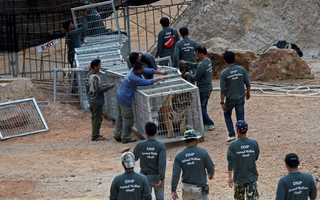 Thai wildlife officials use a tunnel of cages to capture a tiger and remove it from an enclosure at the Wat Pha Luang Ta Bua Tiger Temple in Kanchanaburi province.