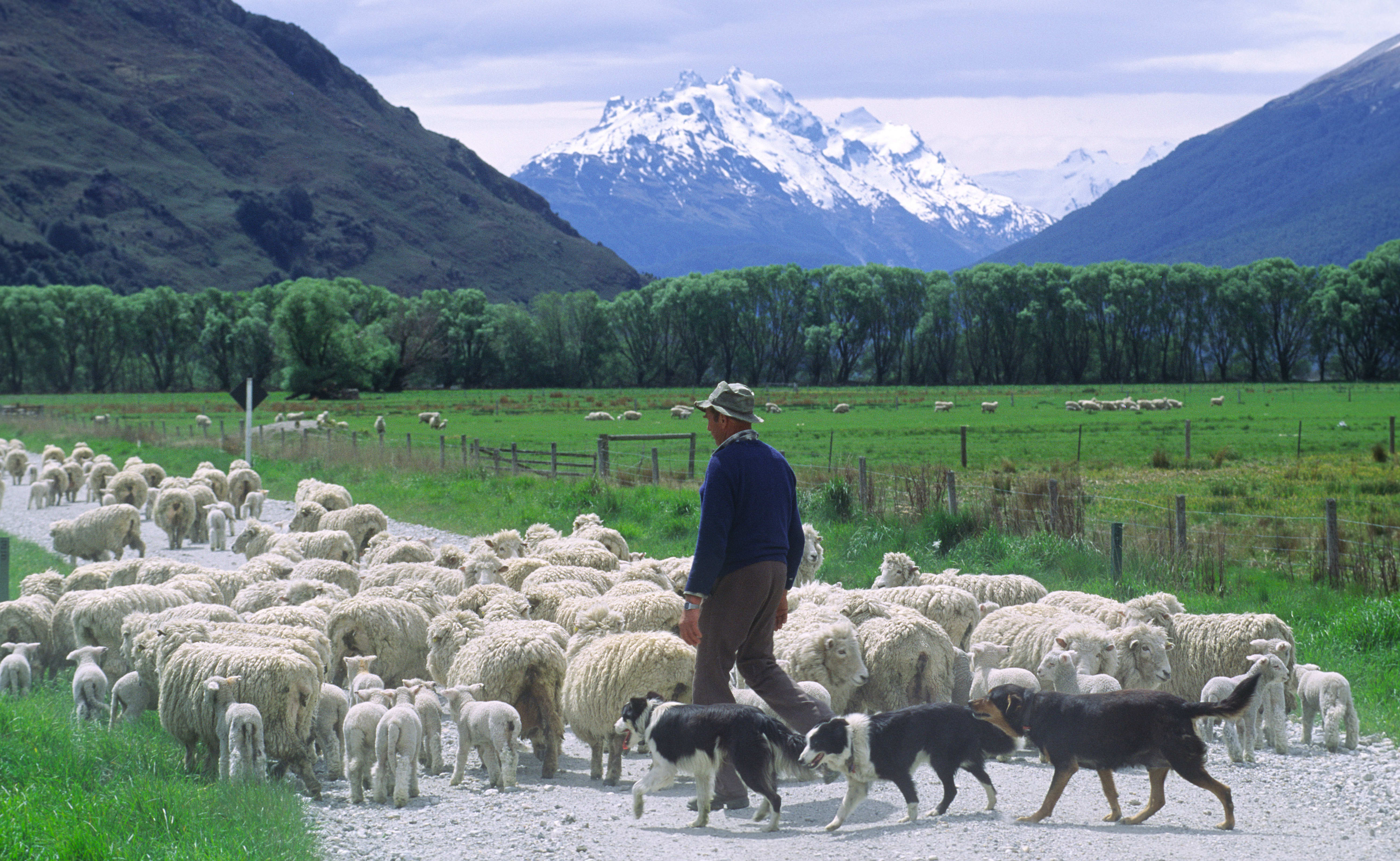 Farmer, South Island.