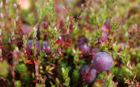 Cranberries might be native to North America but they're being grown in Westland.