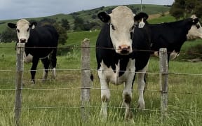 Cows in a paddock.