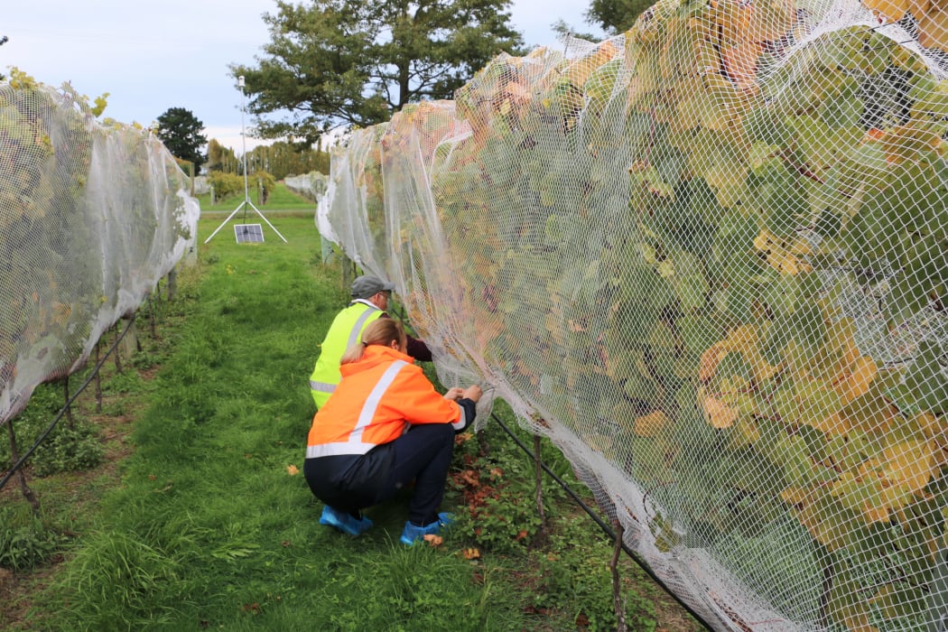 Pinot noir research vineyard