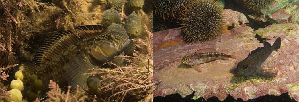 The estuarine triplefin (left) is a male, while the pair of  striped triplefins (right) are guarding a nest.
