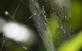 Golden Orb Spider resting on its web during the daytime.
