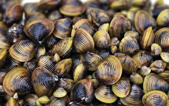 Freshwater gold clam // Corbicula fluminea
