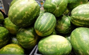 Water melon fruit bulk in fresh market, big ellipsoid-shaped and green colored tropical fruit