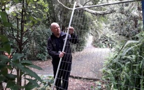 A park ranger holds a damaged fence at Kauri Glen.