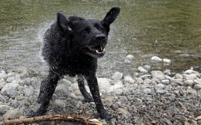 The Ministry for Primary Industries is asking Canterbury pet owners to help search for dog ticks.