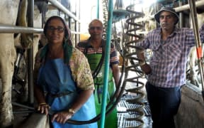 Gurnek's father Mohan, mother Jaspal and Gurnek milking the Friesian herd in the home cow shed in summer.