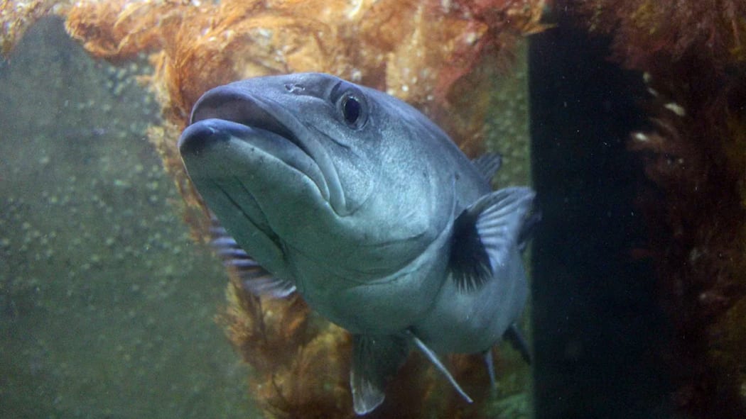 Fish at EcoWorld's aquarium in Picton.