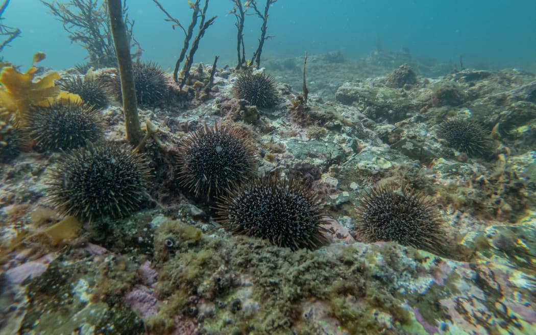 Kina shown, on barren seabed at The Noises islands in the Hauraki Gulf.