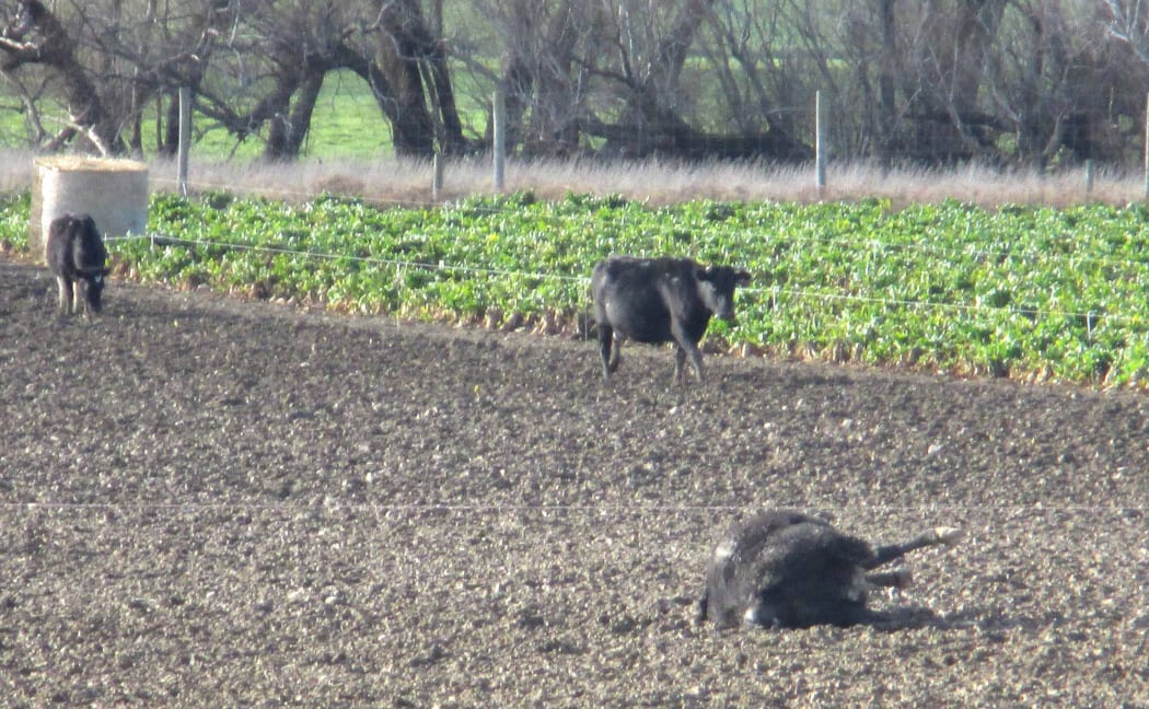 The Animal advocacy group SAFE has released photos that it says shows cows having to calve in unacceptable conditions.