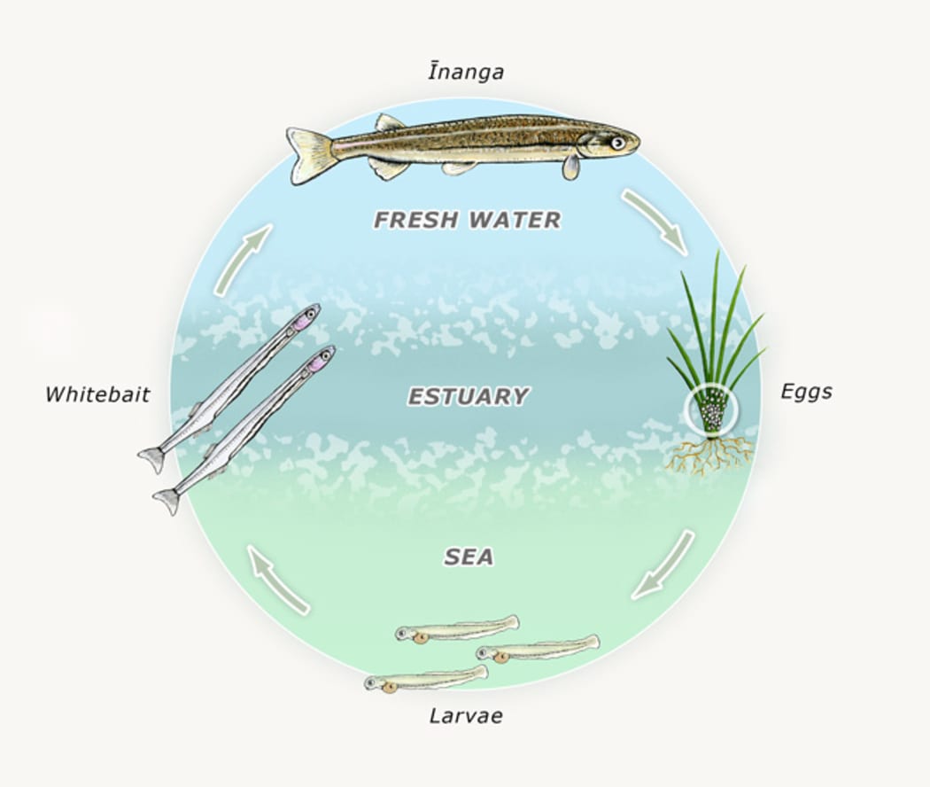 The life cycle Īnanga, one of the 5 species of whitebait