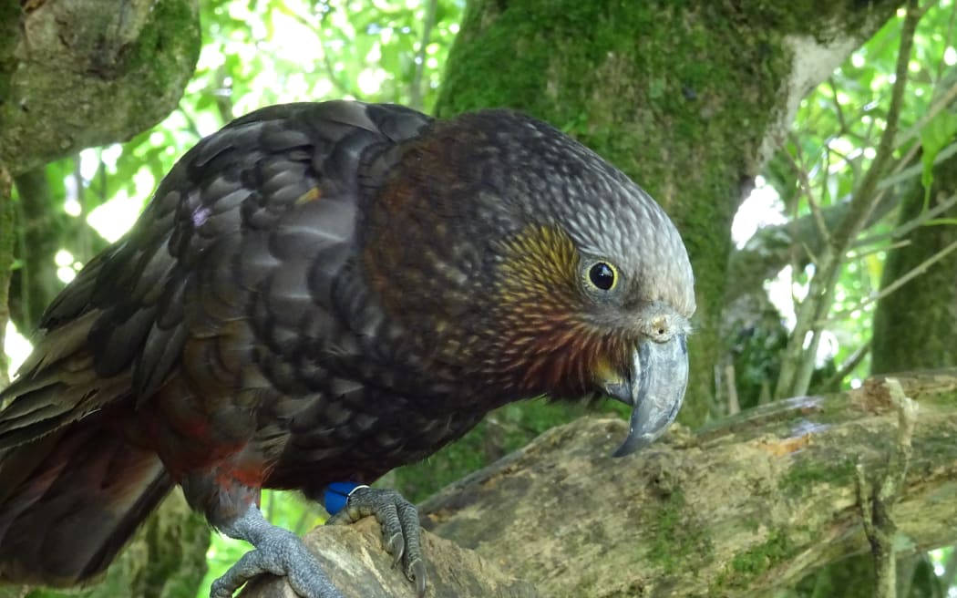 Kaka