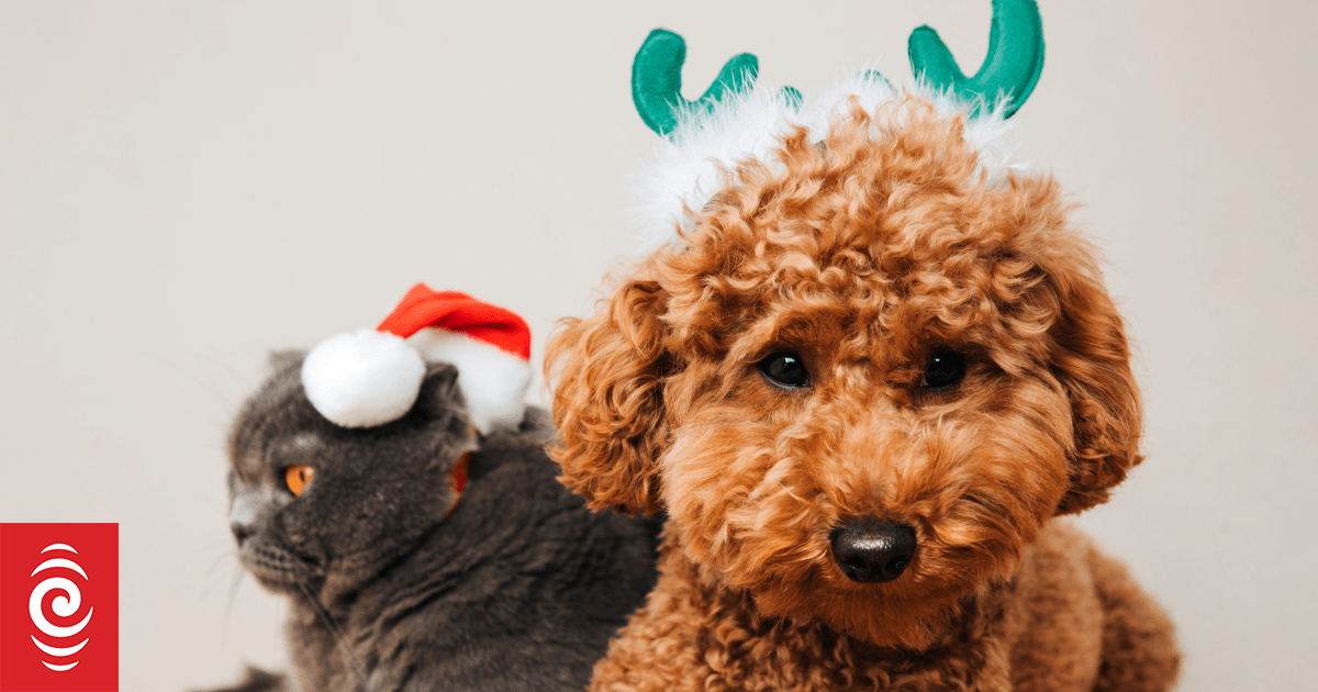 圣诞假期宠物看护需求激增，华人遛狗师提前六个月就接到订单