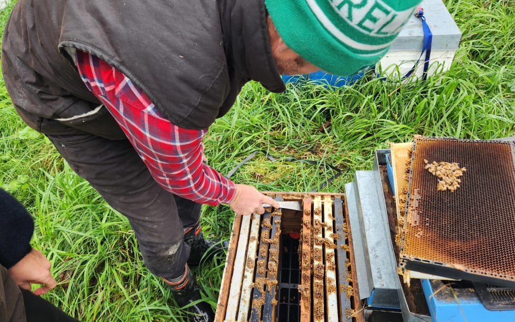 Mike checks the bees are healthy. They are wintering over in a citrus orchard.