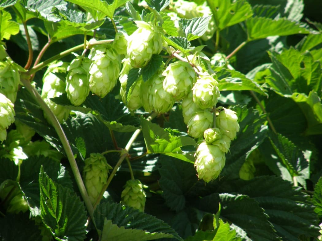 Hops