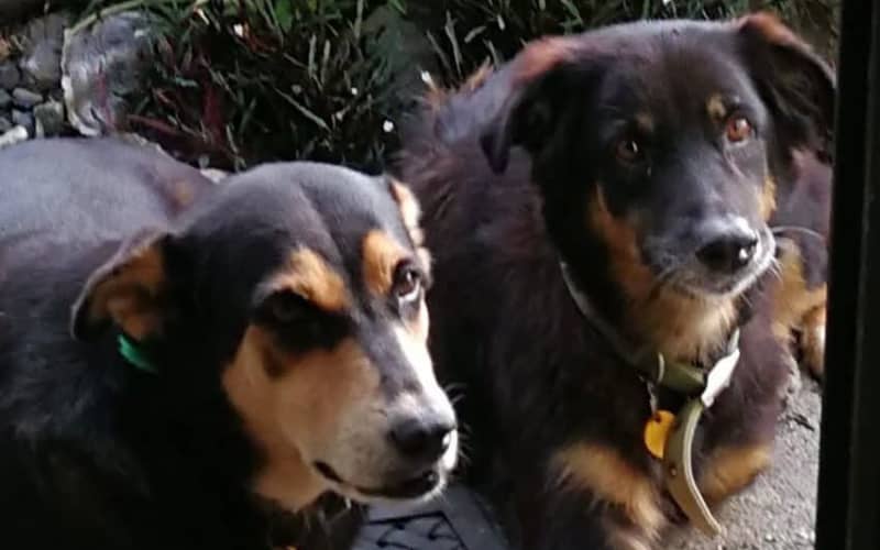 Cook Islands Police launch island-wide dog registration campaign | RNZ