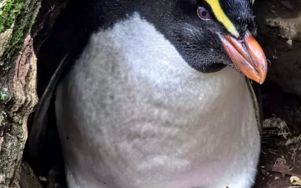 TAWAKI-FIORDLAND CRESTED PENGUINS
