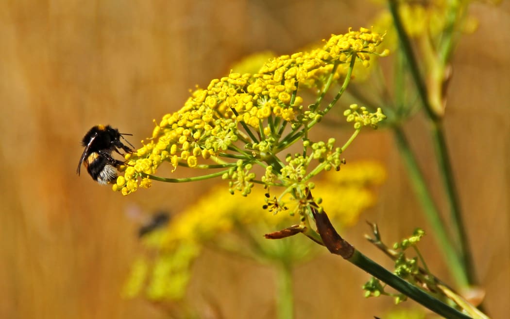 Bumble bee feeding at Castle Point in the Wairarapa.