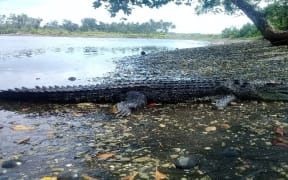 A three-metre-long crocodile killed by Solomon Islands police in East Fataleka on Malaita. 2019