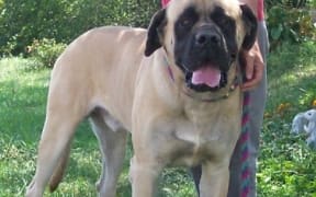 An American mastiff (file photograph).