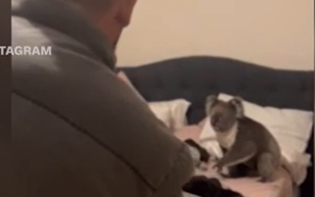 A screenshot from a video taken when a family found a koala in the bedroom of their Adelaide home.