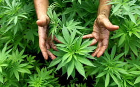 Hikurangi Enterprises' Hemp Crop