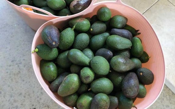 Avocado Rescue.