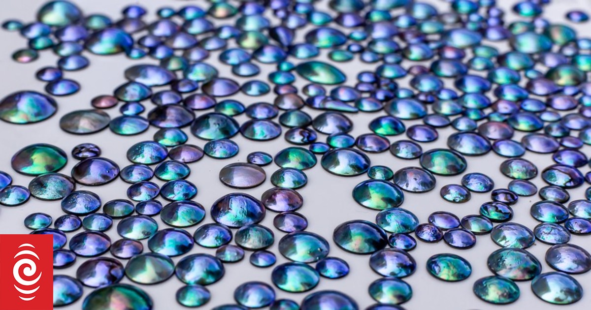 Paua pearls growing on land in Marlborough Sounds RNZ