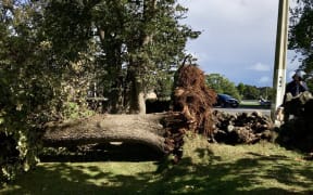 A tree that was toppled by the winds at Three Kings school in Auckland.