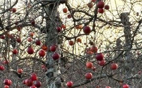 An orchard at dusk. The trees are bare but the apples are ripe and red, ready for harvest.