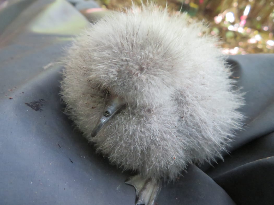 Petrel chick.