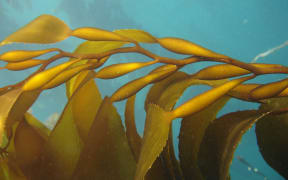 Giant Bladder Kelp