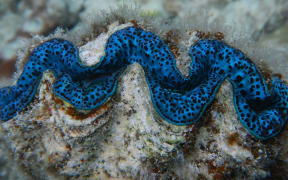 A Giant Clam in the Cook Islands