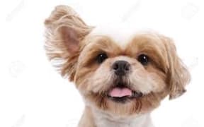 dog ears
