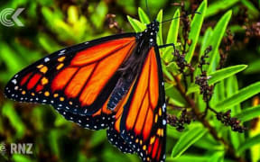 The NZ woman who fixes butterfly wings